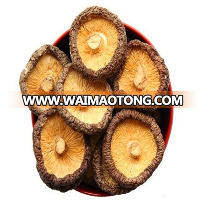 Edible medicine dried shiitake mushroom without stem