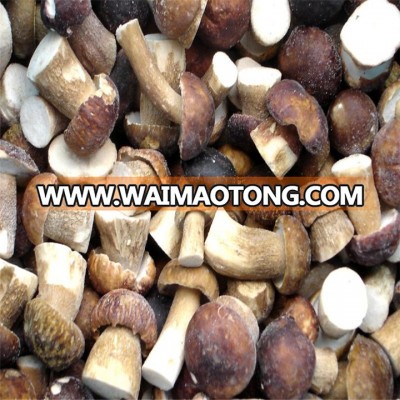 new crop IQF frozen boletus edulis at wholesale price